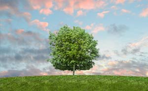 Planter un arbre - Digital Forest by Green Web